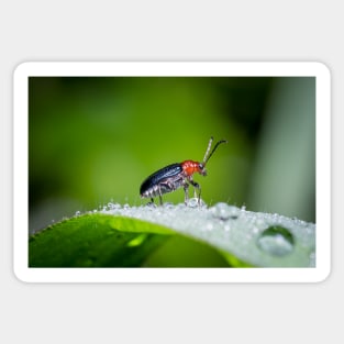 Unique and organic photo of a leaf beetle crossing a slippery dew covered leaf Sticker